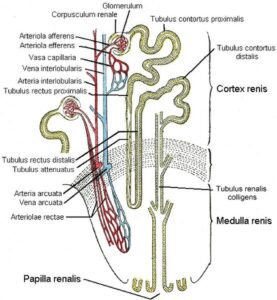 anatomia_nefrona