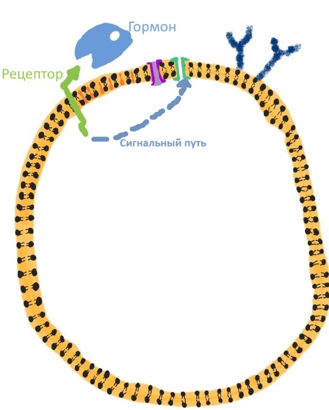 Membrana_kletki_i_signalnye_puti