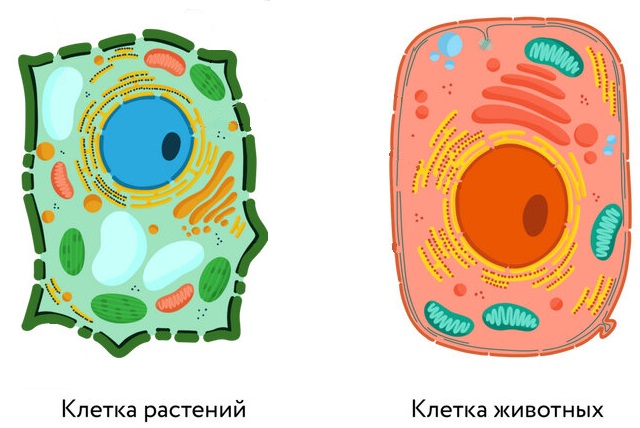 kletochnaya_stenka_i_kletochnaya_membrana