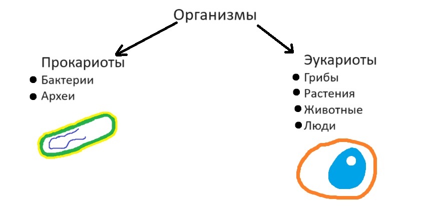 Stroenie_kletki_prokarioty_eukarioty