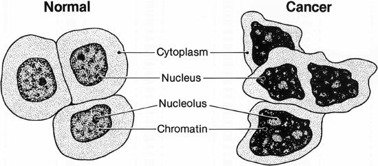 yaderno-cytoplasm index