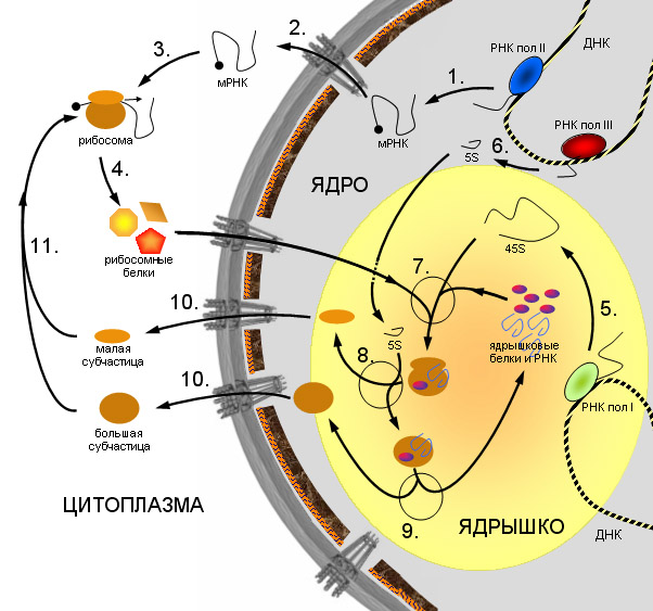 Ribosome_synthesis