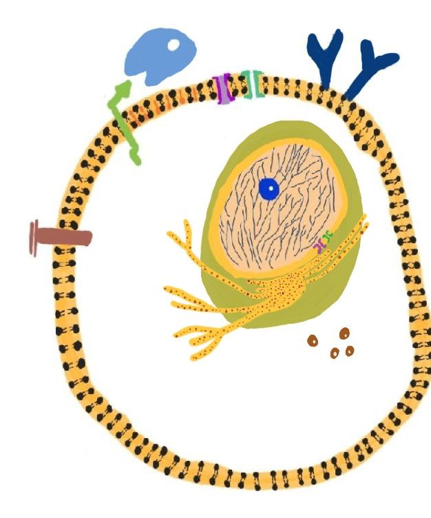 zernistaya_endoplasmaticheskaya_set